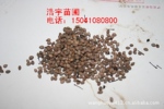紫叶稠李种子 稠李种子 山桃稠李种子 山桃稠李种子