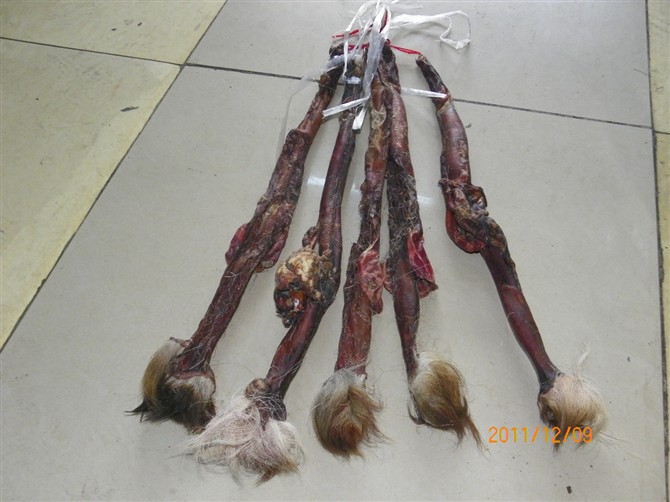 东北土特产 东北标本 鹿标本\/鹿头标本图片,东北