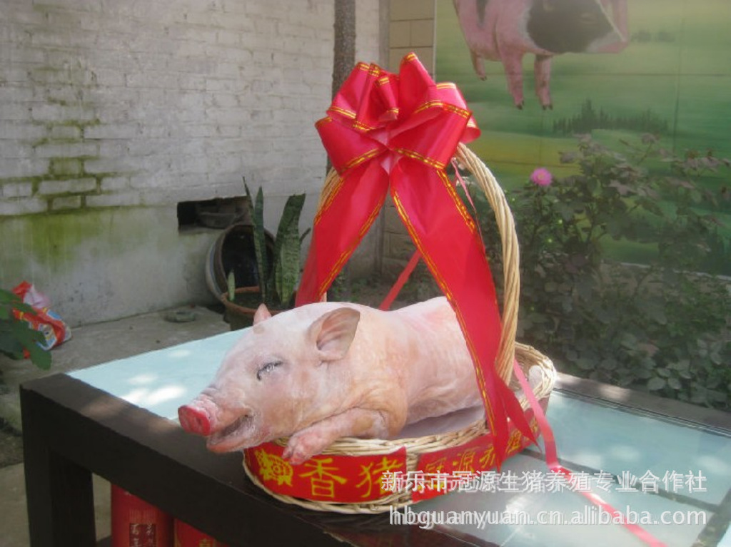河北石家莊香豬養殖合作社超低價供應 精美 禮品乳豬  禮品小香豬