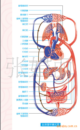 心脏解剖,血管解剖,动脉循环,静脉人体血液循环系统解剖挂图