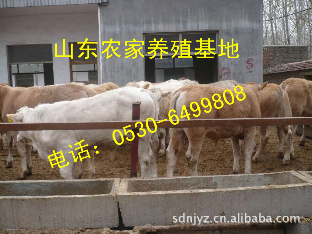 养殖肉牛 农村养牛成本低利润高 科学养殖肉牛