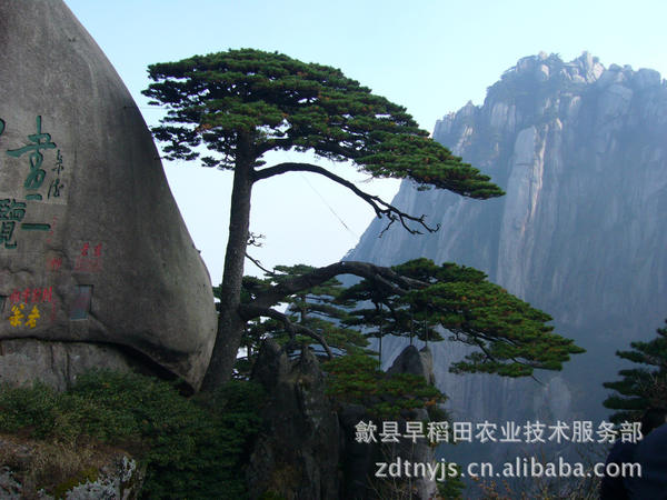 供应 丰乐种业 优质 高产 高抗 玉米种 浚单20 2