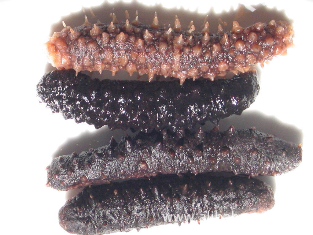 【山东烟台海参养殖户直供】