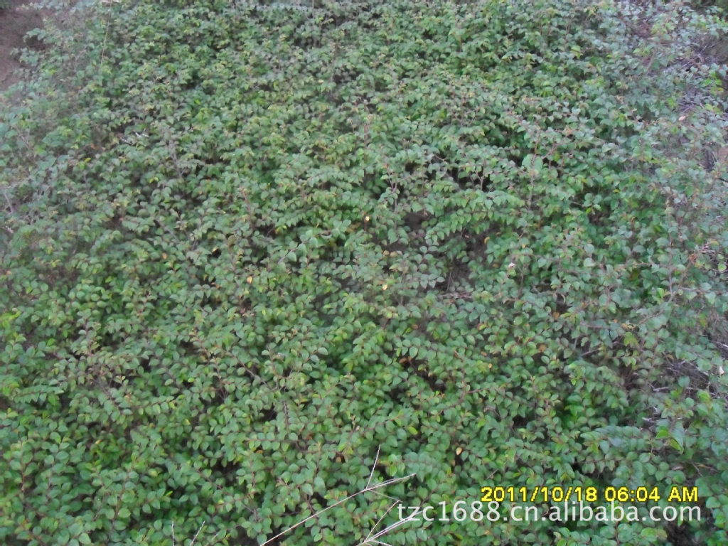特价出售<em>马甲刺</em>苗,帜壳苗,鸟不站刺、铁篱笆_