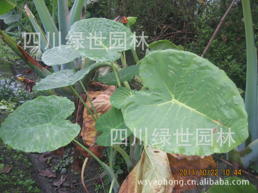 海芋 海南水芋,四川山野芋,老虎芋