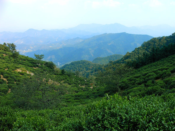 【南京芳群茶业供应优质徽六瓜片之国礼-天三