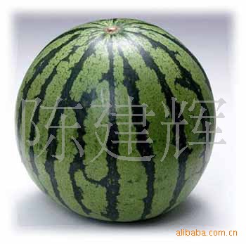 大小均称的各种花皮西瓜\/含糖量高\/嚷口鲜红图