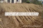 �޽�ӣ���磬�����磬�����磬����磬�컨��ޱ��