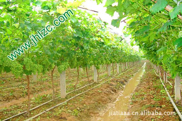 绿色食品 夏黑提子 葡萄图片,绿色食品 夏黑提子