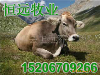 最近肉牛的價格.2010年活牛價格.活牛多少錢一斤