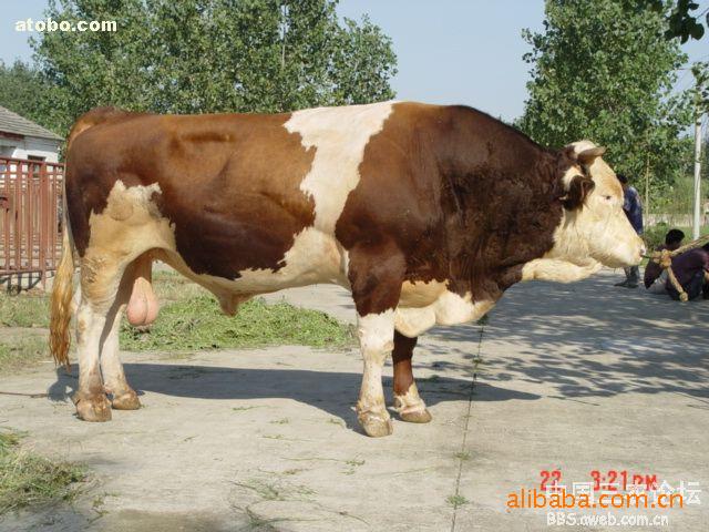 供应肉牛品种,肉牛最新价格,肉牛2012价格,鑫源肉牛养殖场