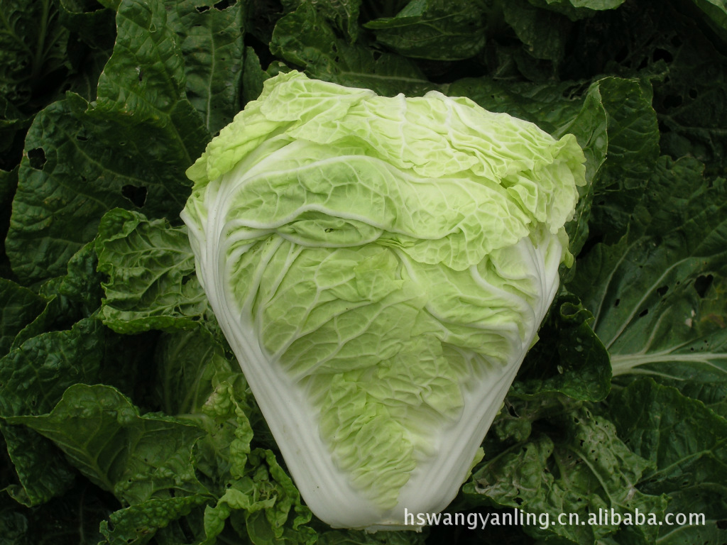 聊城绿色天然无污染大白菜,圆白菜,洋白菜图片