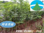 ��Ӧ�����̴�����ϻƻ���ľ��
