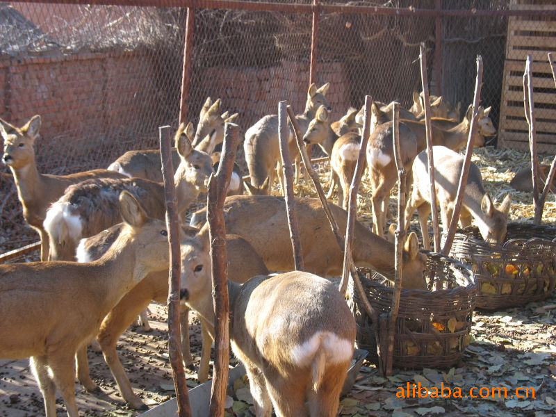 狍子_狍子养殖