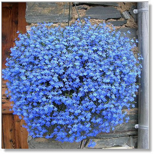 垂吊植物 盆栽花卉 藍花亞麻種子 天藍色小花 非常美麗 40粒