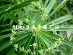 供应水生观赏花卉-旱伞草 