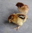 ���𣬻������̿ǵ�������
