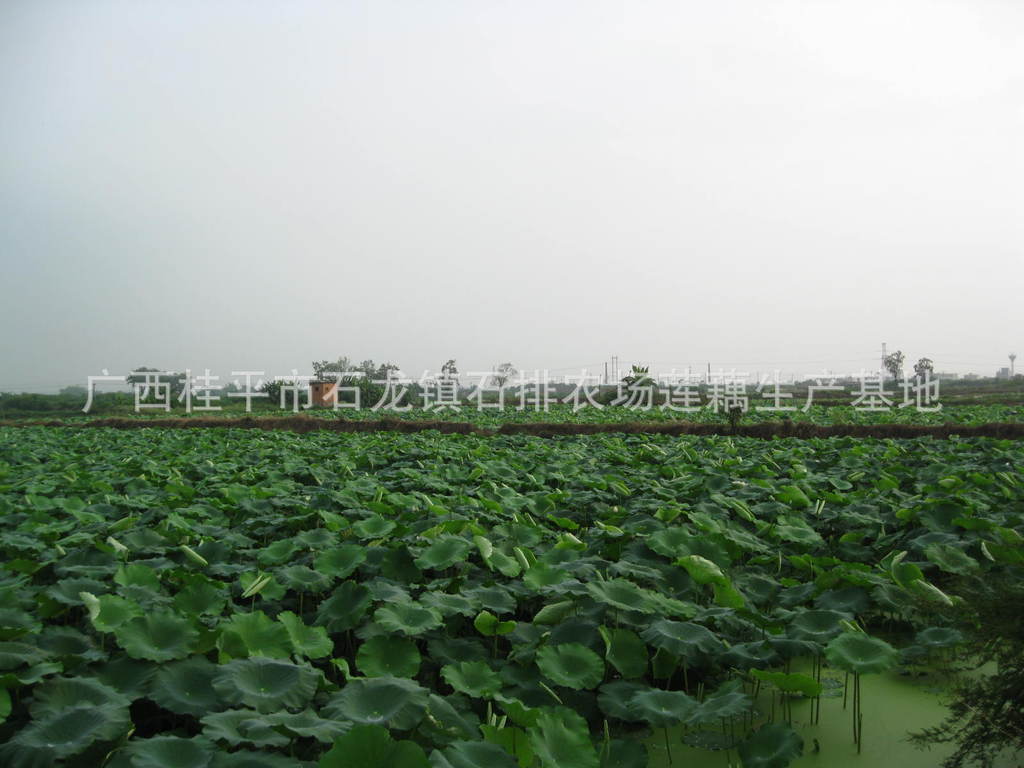 【广西桂平新鲜优质莲藕】价格,厂家,图片,水生