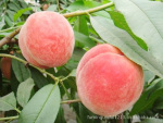 ��Ӧ���״� �ŵ����״� ˮ���״� ��ӭѡ�����״� ����ֱ��