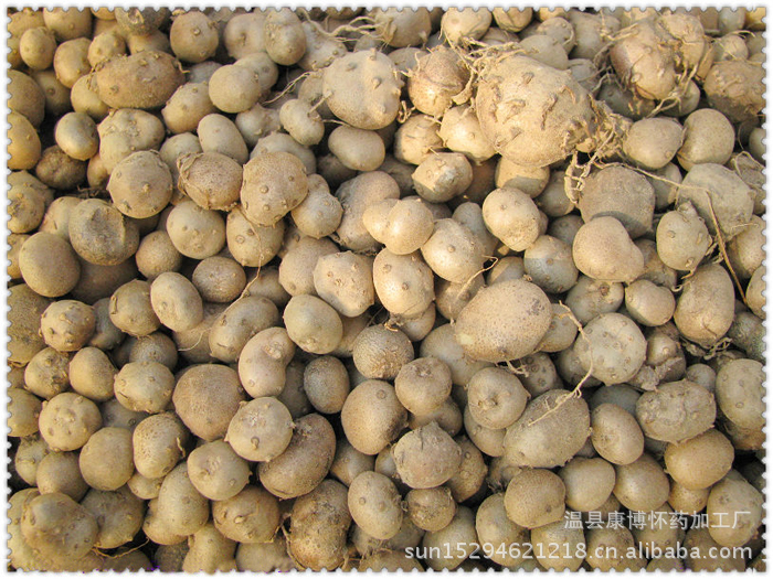 【批发供应焦作特产 铁棍山药 康博铁棍山药 山药蛋】价格,厂家,图片,根块、根茎类,温县康博怀药加工厂-马可波罗网