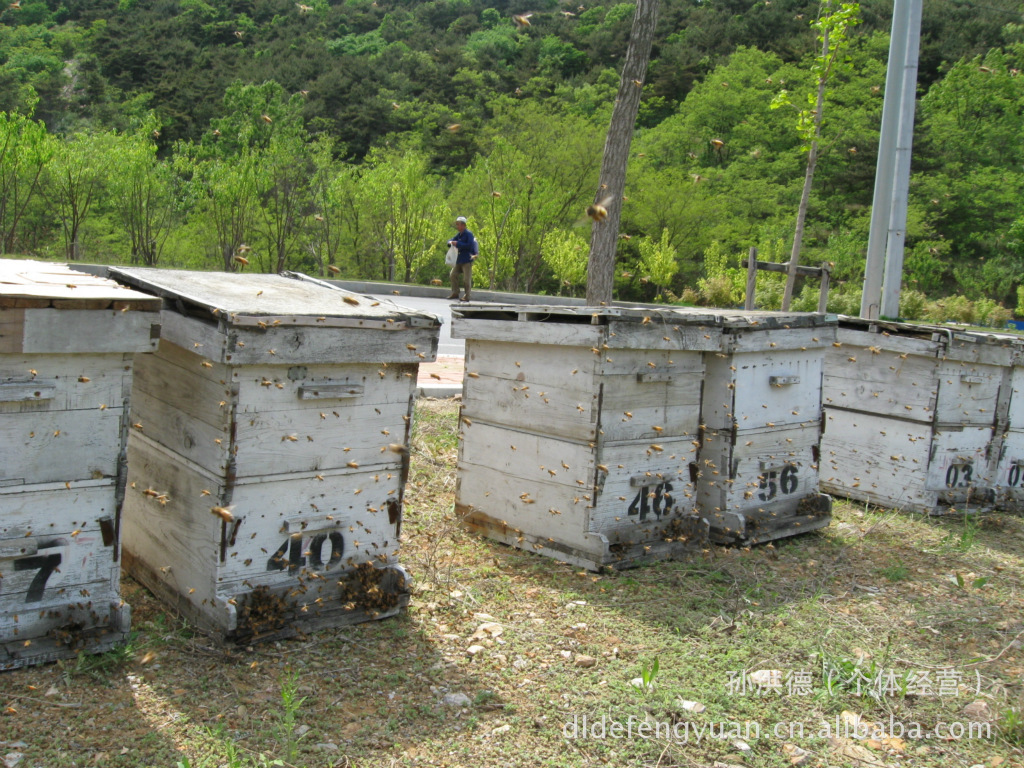 辽宁大连孙洪德蜜蜂园批发出售标准旧松木蜂箱50套