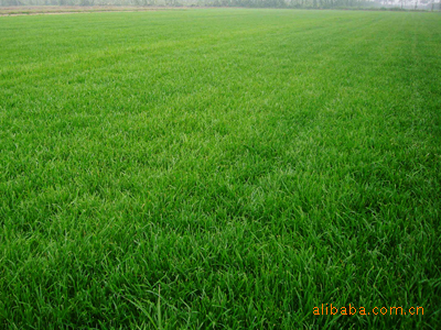 西亚纯植物体微生物有机肥:高尔夫草坪施肥的