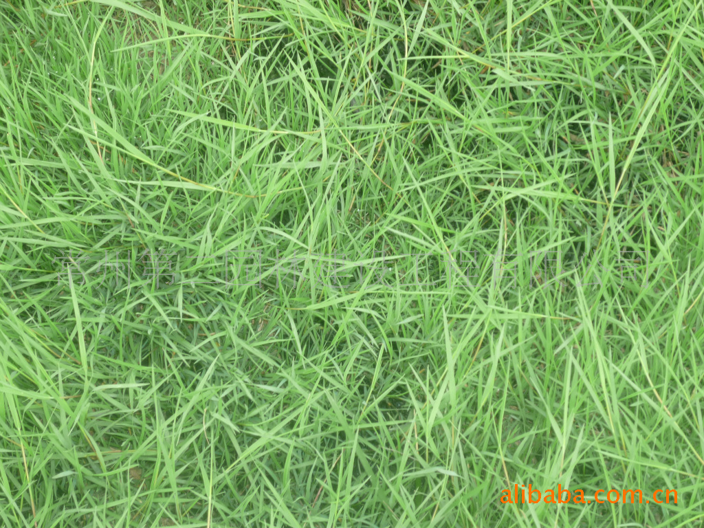 供应百慕达黑麦草混播草,百慕达草坪,早熟禾草坪