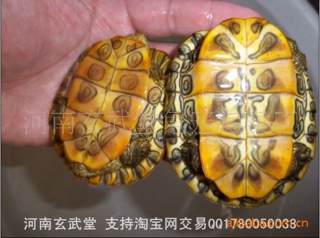 夫妻黄金巴西龟红耳龟水龟小乌龟宠物龟全国发
