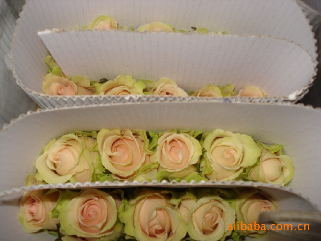 【舞后玫瑰鲜花 云南斗南鲜花批发市场】价格