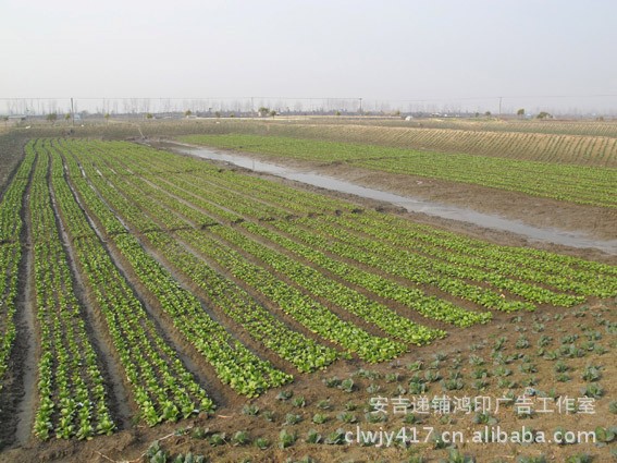 【家有大量番薯种植 如需批发可联系我 各类农