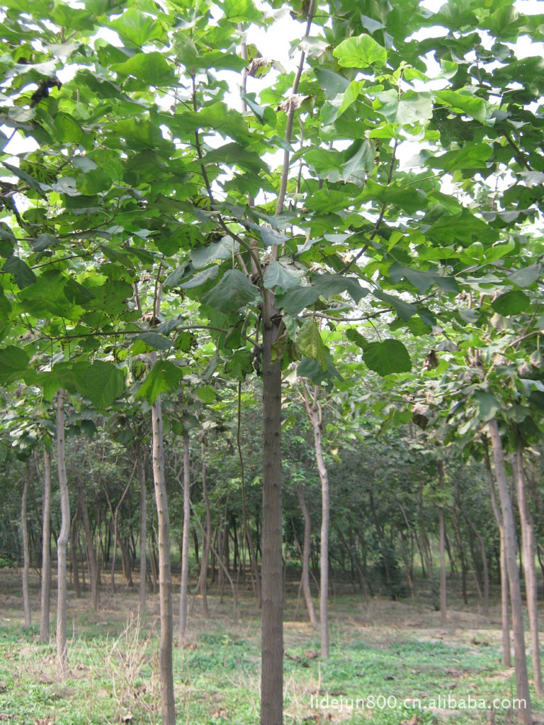 大量供应北方彩叶乡土树种,紫叶稠李