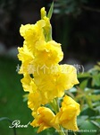 【批发供应】各类唯美装饰用节庆鲜花