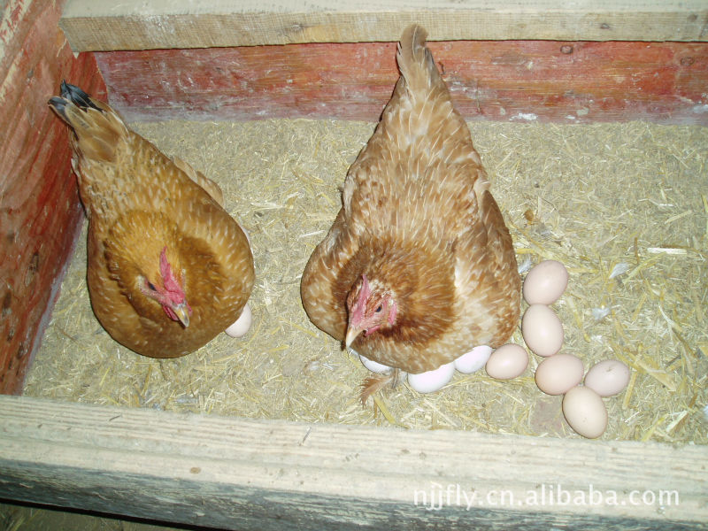 【南京佳丰乐园养鸡场】价格,厂家,图片,其他蛋