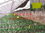 ����ũҵ��ѧ ������Ӧ ���ʰ�ȫ�߲˴����ò���ư� ճ���