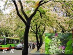 ���ǻ����컨��������ľ���ٸ�ľ����Ʒ���̻����֣�����