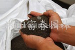 供应进口公路边坡护坡草种-巴哈雀稗、白喜草种子