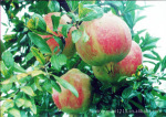 ���Ҵ�����Ӧ �������� �۸�ʵ���״�  ʯ���״�  ���붩��