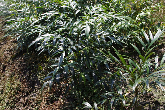 mahonia,leaf of japanese mahonia 【别名】功劳叶图片