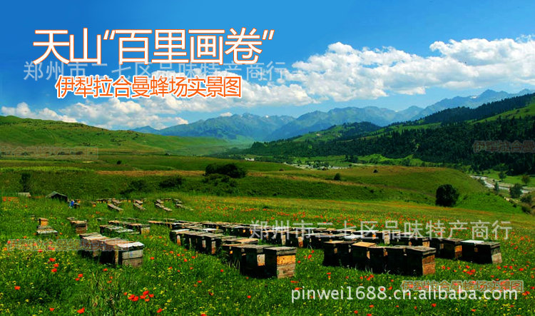 【新疆伊犁拉合曼100%纯天然白蜂蜜油菜花蜜