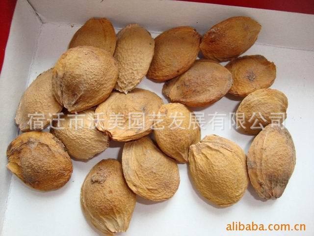 【出口景观林木种子,山杏种子,别名杏子,山杏核