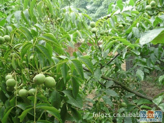 【山东省果树研究所核桃基地大量供应早实核桃