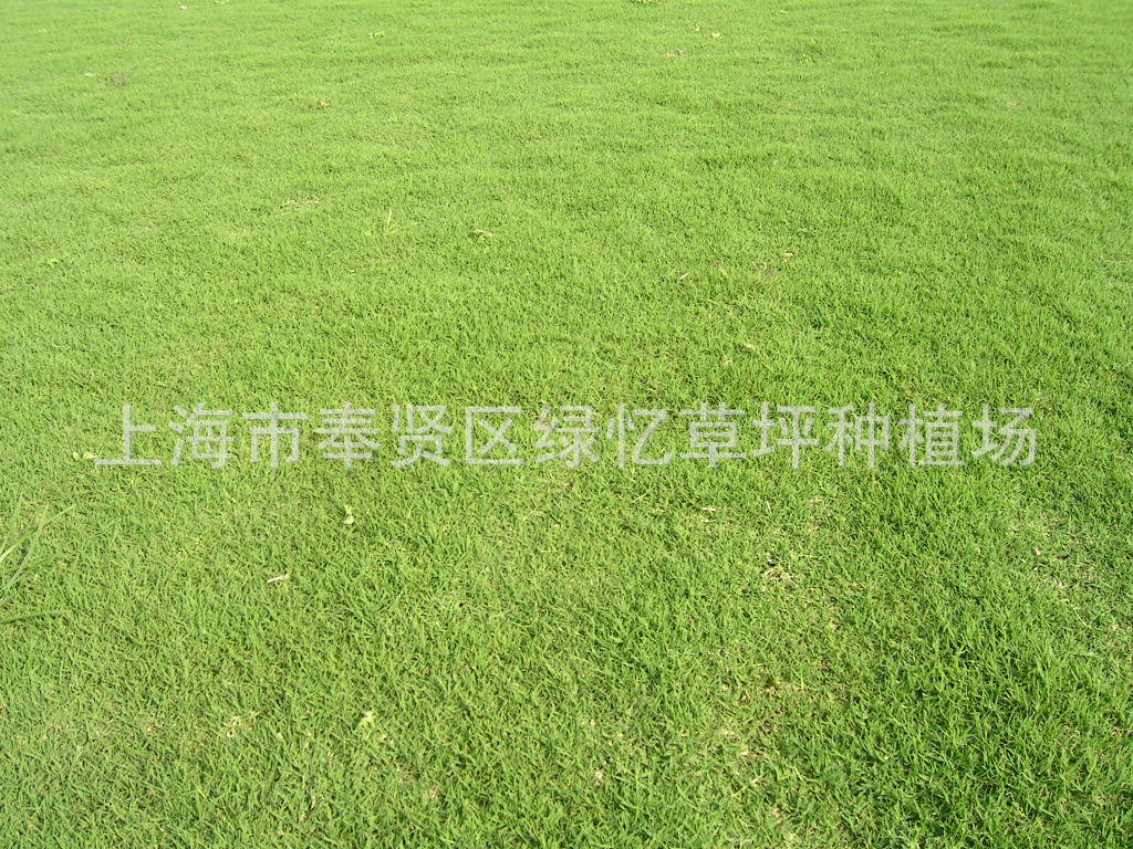 混播草 批发供应各种绿化草坪百慕大 果岭