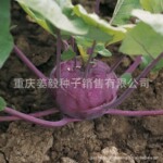 紫色水果苤蓝种子 紫色水果苤蓝 紫苤蓝种子 新种子已到