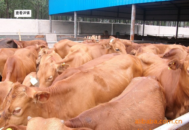 养殖什么肉牛品种效益高西门塔尔肉牛，夏洛莱肉牛，鲁西黄牛