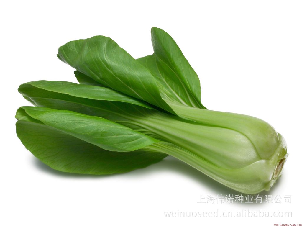 长期供应优质农作物种子蔬菜种子伟诺百叶三月