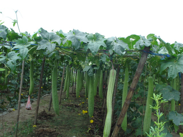 今年的丝瓜种植园!