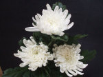 菊花大白菊切花