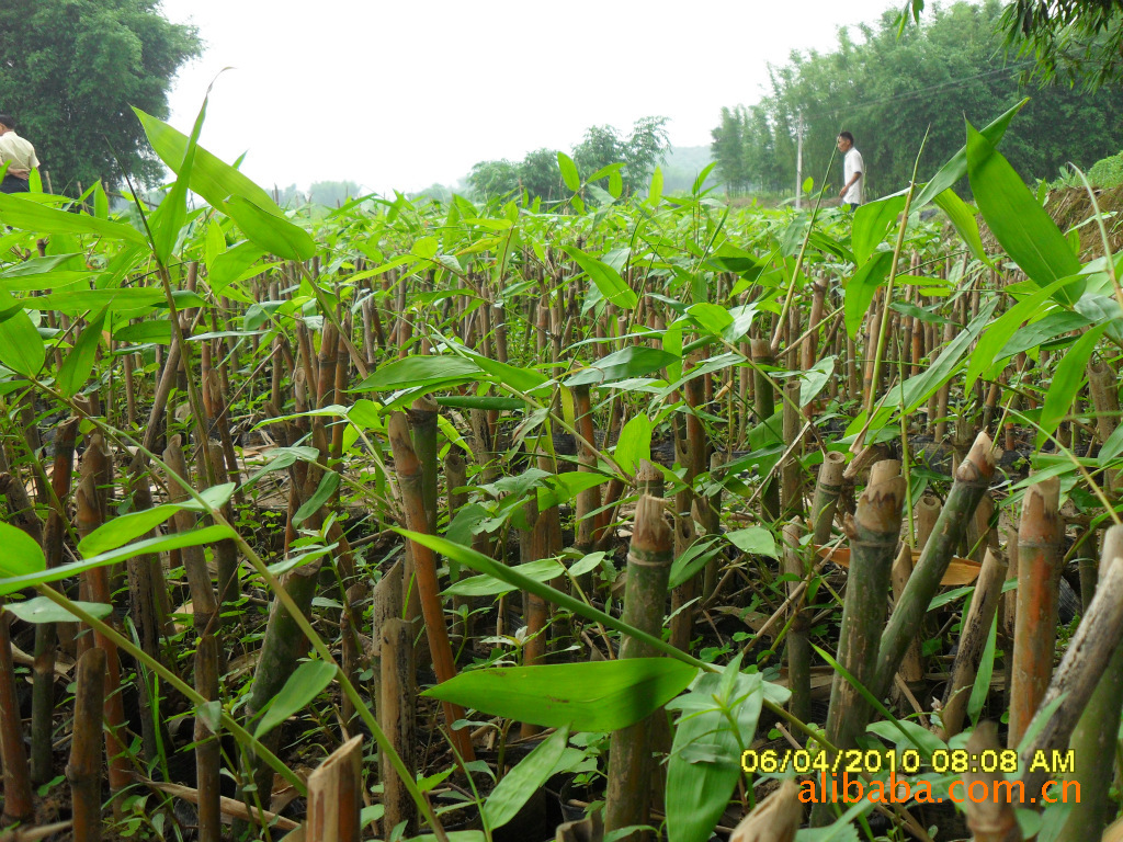 英德市西牛镇竹笋苗基地是台湾引进的纯品种;在当地已经形成了