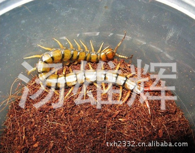 供应越南产巨型蜈蚣