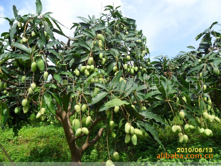 芒果树种植技术